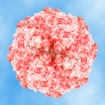 Image of ID 495071730 100 Fresh Cut Light Pink Roses