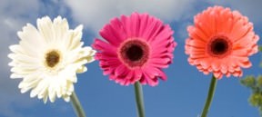 Image of ID 495071736 140 Mini Gerberas Assorted