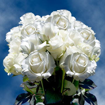 Image of ID 495071742 75 White Roses Free Delivery