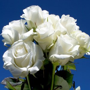 Image of ID 495071743 200 White Roses Free Delivery