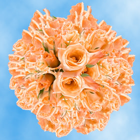 Image of ID 495071748 200 Fresh Cut Orange Tulips
