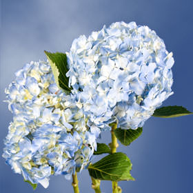 Image of ID 495071754 40 Fresh Cut Blue Hydrangeas