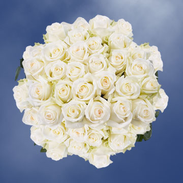 Image of ID 495071760 75 White Roses Free Delivery