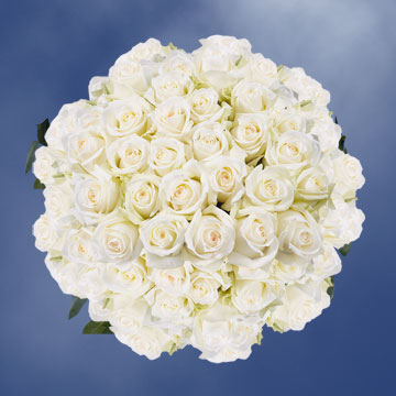 Image of ID 495071762 150 White Roses Free Delivery