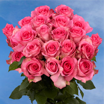 Image of ID 495071772 75 Fresh Cut Deep Pink Roses