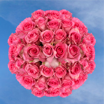Image of ID 495071773 100 Fresh Cut Deep Pink Roses