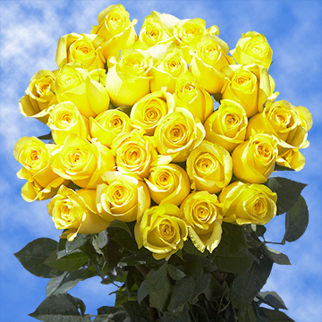 Image of ID 495071780 75 Lemon Yellow Roses