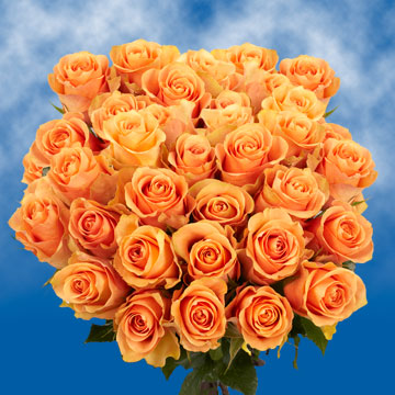 Image of ID 495071785 75 Peach Roses Free Delivery