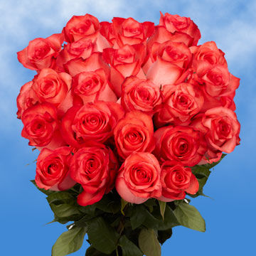 Image of ID 495071788 75 Bright Coral Roses