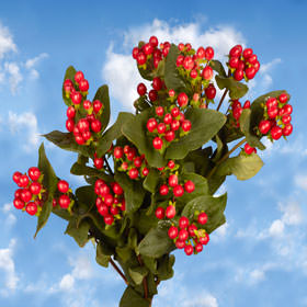 Image of ID 495071791 120 Cherry Hypericum Flowers