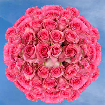Image of ID 495071796 150 Fresh Cut Deep Pink Roses