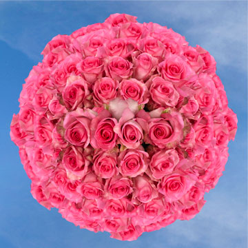 Image of ID 495071797 200 Fresh Cut Deep Pink Roses