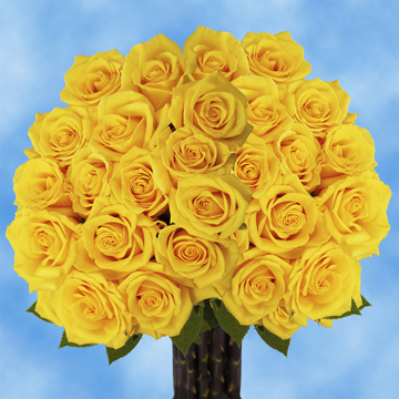 Image of ID 495071802 75 Gold Yellow Roses