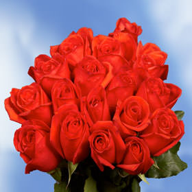 Image of ID 495071804 75 Fresh Coral Orange Roses