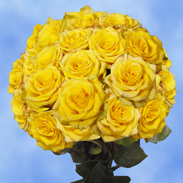 Image of ID 495071817 75 Yellow/Touch of Red Roses