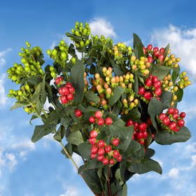 Image of ID 495071825 240 Assorted Hypericum Flowers