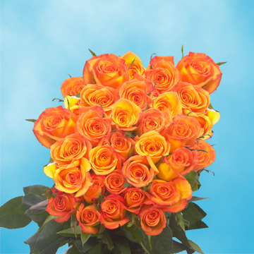 Image of ID 495071832 75 Fresh Cut Dark Orange Roses