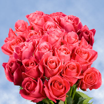 Image of ID 495071853 75 Fresh Deep Hot Pink Roses