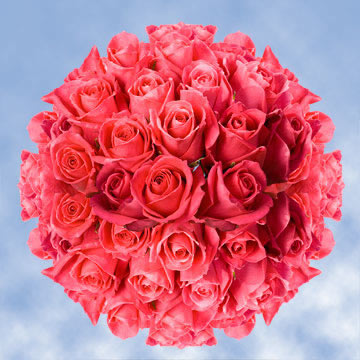 Image of ID 495071854 100 Fresh Deep Hot Pink Roses