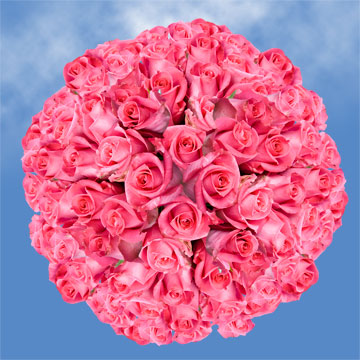 Image of ID 495071857 150 Fresh Cut Deep Pink Roses