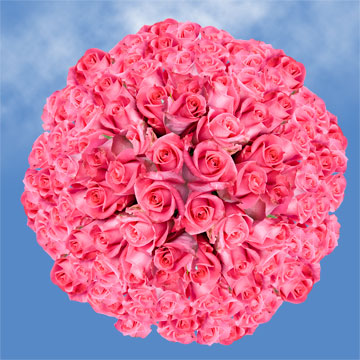 Image of ID 495071859 200 Fresh Cut Deep Pink Roses
