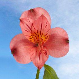 Image of ID 516471855 200 Fancy Pink Alstroemerias