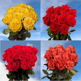 Image of ID 516471888 100 Roses: 50 Red 50 Assorted