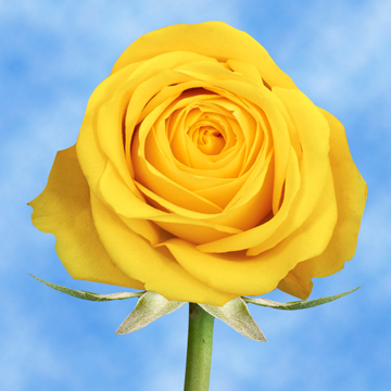 Image of ID 516471902 200 Fresh Pure Yellow Roses