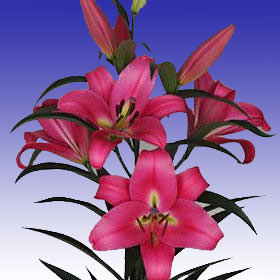 Image of ID 516471912 40 Hot Pink Asiatic Lilies