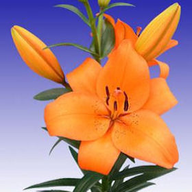 Image of ID 516471918 40 Orange Asiatic Lilies