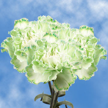 Image of ID 516471928 200 Green Carnations