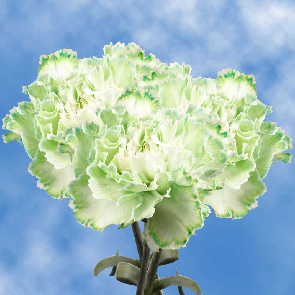 Image of ID 516471930 300 Green Carnations