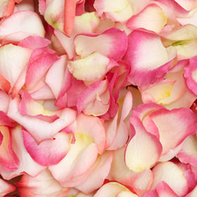Image of ID 516471934 5200 Bi-Color Rose Petals