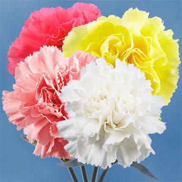 Image of ID 516471936 200 Carnations Pick a Color