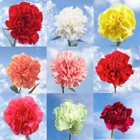 Image of ID 516471939 400 Carnations Pick a Color