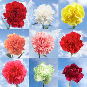 Image of ID 516471940 300 Carnations Pick a Color
