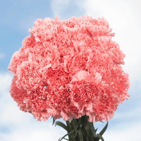 Image of ID 516471955 200 Mother's Day Carnations