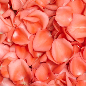 Image of ID 516471956 5000 Orange Rose Petals