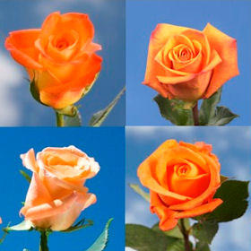 Image of ID 516471959 100 Fresh Cut Orange Roses