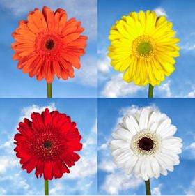 Image of ID 516471963 100 Gerberas Fall Colors