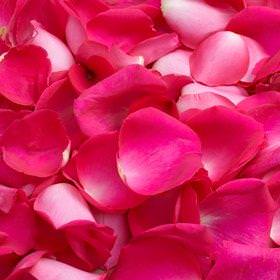 Image of ID 516471965 5000 Hot Pink Rose Petals
