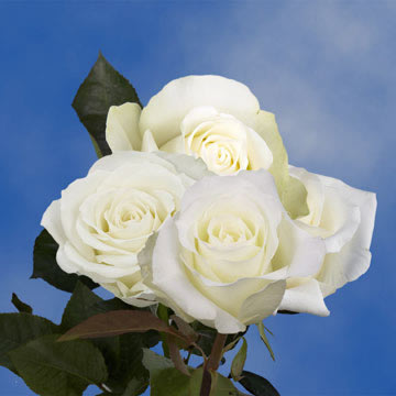 Image of ID 516471967 100 White Roses Next Day
