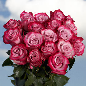 Image of ID 516471978 75 Fresh Cut Deep Purple Roses