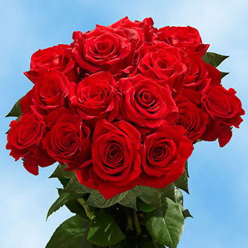 Image of ID 516472003 75 Large Red Roses