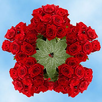 Image of ID 516472011 250 Elegant Red Roses