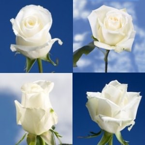 Image of ID 516472014 200 Fresh Cut White Roses