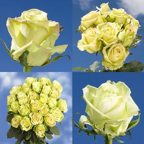 Image of ID 516472016 100 Assorted Green Roses