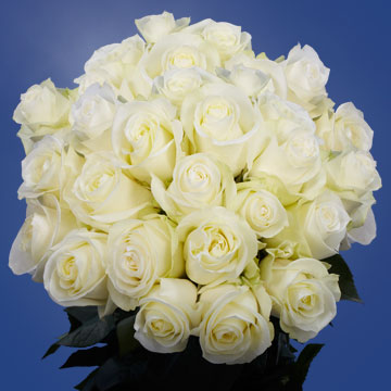 Image of ID 516472019 75 White Wedding Roses