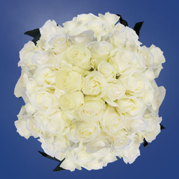 Image of ID 516472023 200 White Wedding Roses