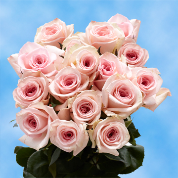 Image of ID 516472035 75 Beautiful Pink Roses